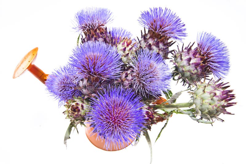 The Flower of the Artichoke Stock Image Image of macro, pink 32256813