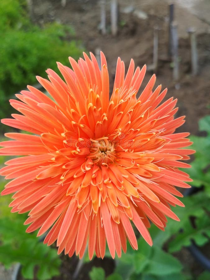 Flower as beautiful as you stock image. Image of faith 140003551