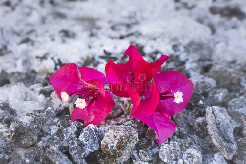 Flower and ash stock image. Image of still, growing, flor 92304735