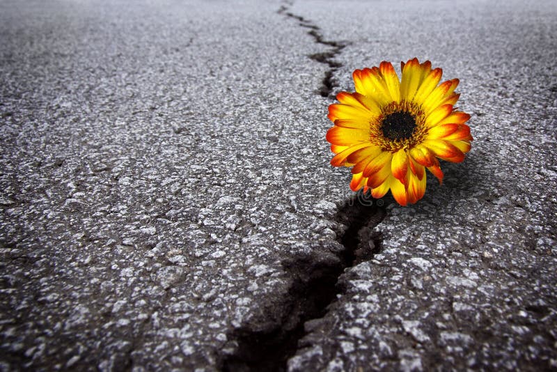 Flower in asphalt