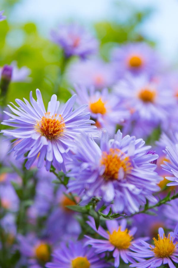 Flower, Aster, Purple, Plant Picture. Image 112594268