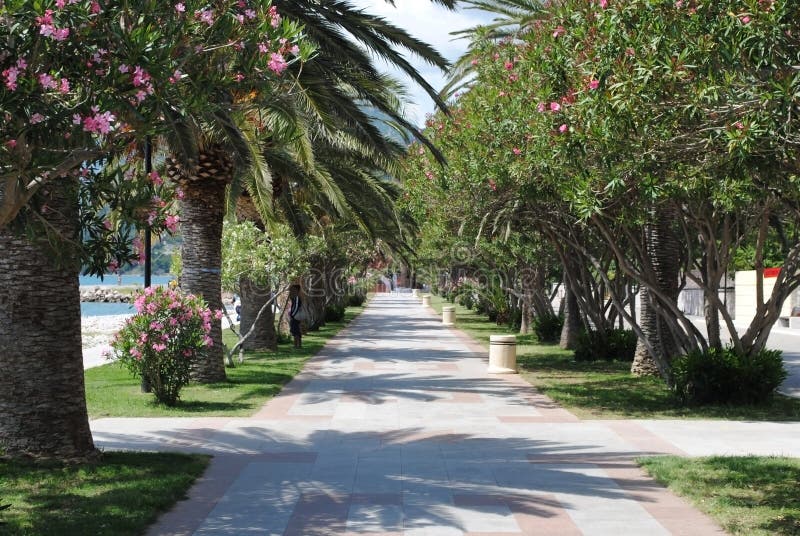 Flower avenue stock image. Image of landscape, country 92588183