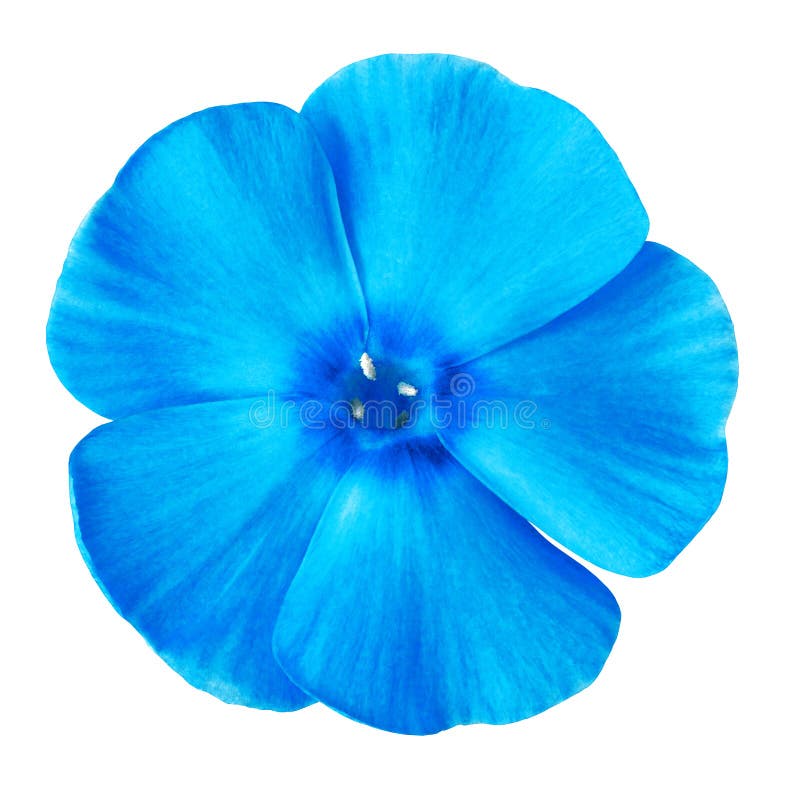 Flower Azure Blue Phlox Isolated on White Background. Close-up Stock ...