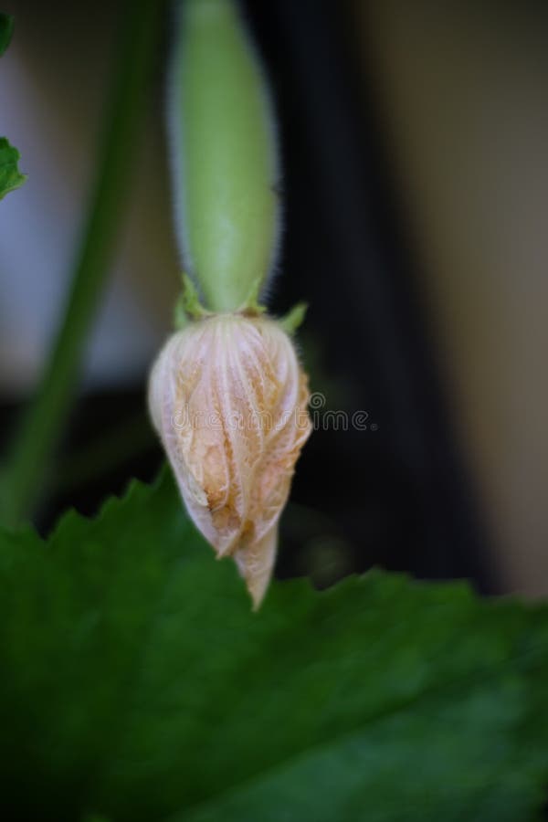 Flower baby green squash stock photo. Image of squash 77524418