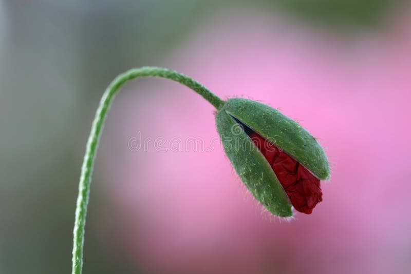 Flower background