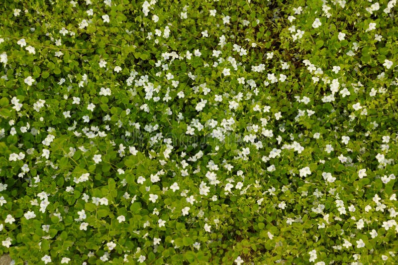 Flower background stock photo