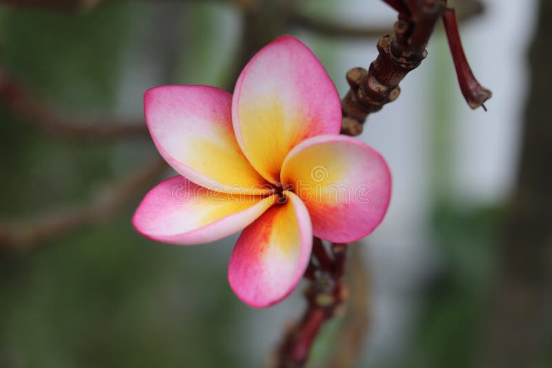 Pink and Yellow Flower with Blurred Background Stock Image Image of