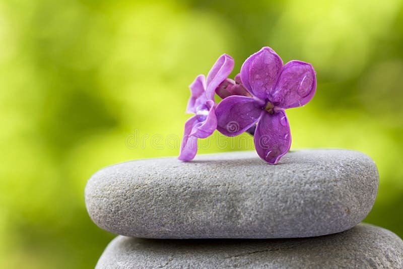 Flower balanced on stones stock image. Image of healthy 14425673
