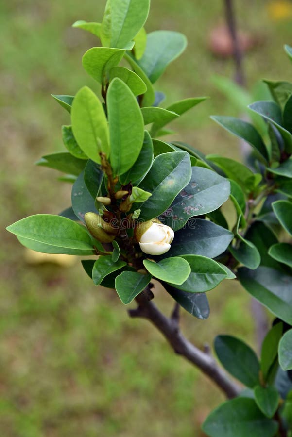 Flower of banana shrub, port wine magnolia or Michelia figo