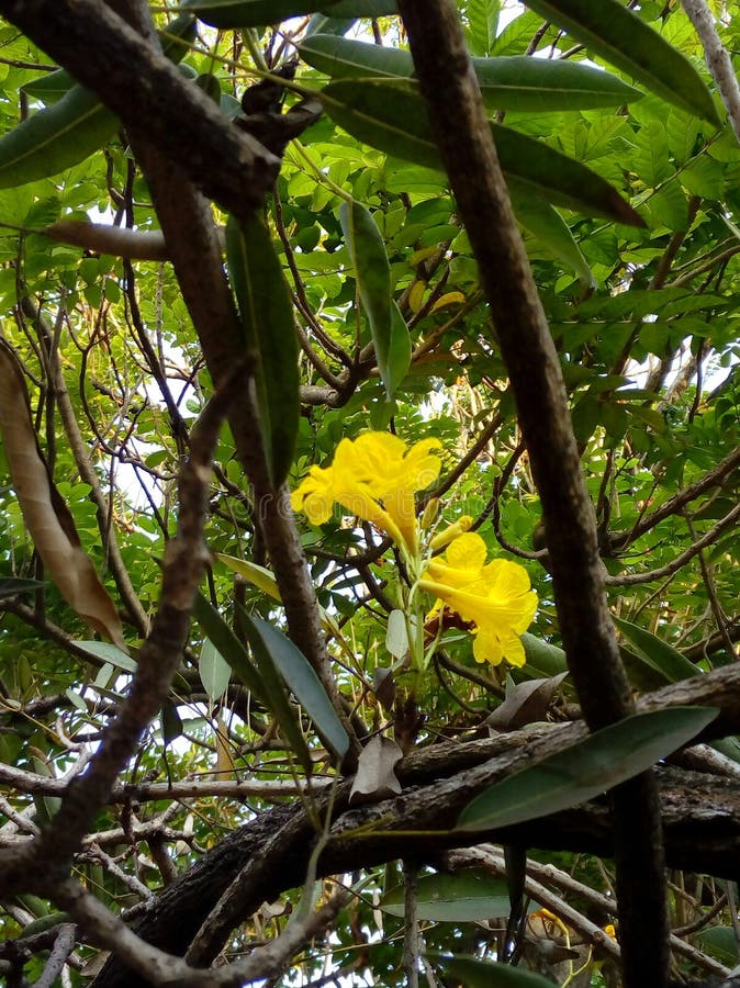 FLOWER stock photo. Image of outdoor, open, colours, flowers 86487660