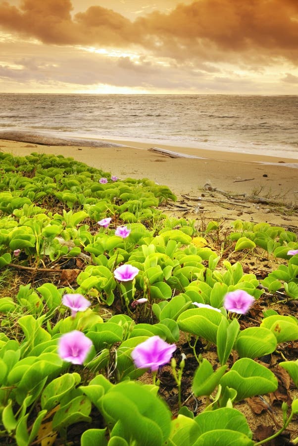 Pohutukawa Tree Red Flowers Sandy Beach Stock Image Image of fringe