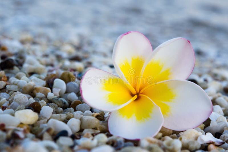 Frangipani by Célestine Hitiura Vaite Frangipani by Célestine Hitiura Vaite