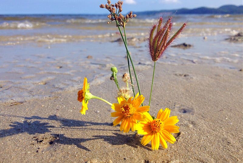 Flower beach stock image. Image of yellow, sand, ocean 72898717