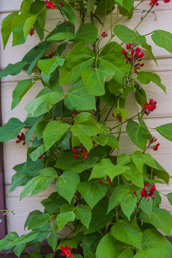 Flower, Beans, Bean, Bloom, Agriculture, Light, Background, Beautiful