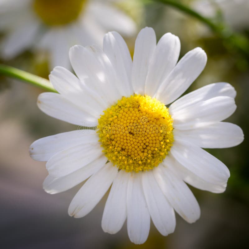 White Daisy Flower Isolated Stock Photo - Image of petal, background ...