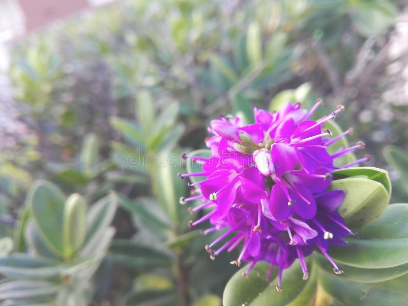 Hermoso flor de jardín.