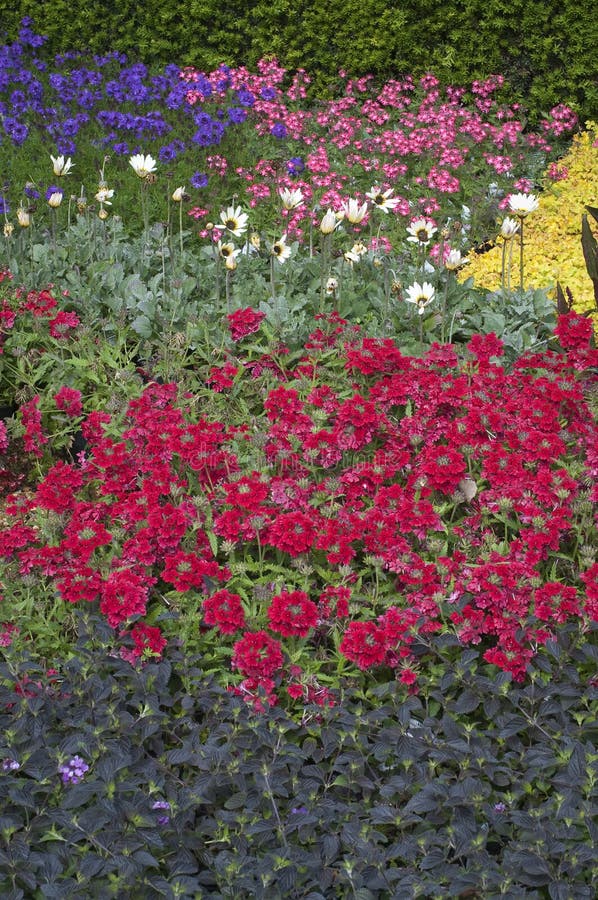 Blooming flower bed stock photo. Image of summer, peaceful 31762306