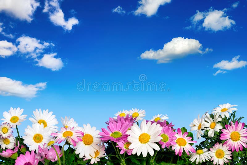 Flower bed and blue sky