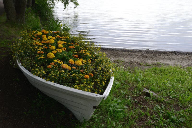 Flower Bed in a Boat on the Lake Shore Stock Image Image of boat