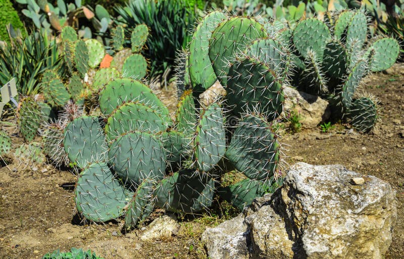 Flower bed with cacti. stock image. Image of beautiful 122794961