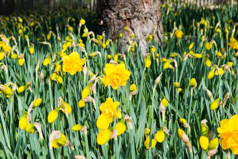 Flower Bed of Daffodils stock photo. Image of leaf, tall 2240118