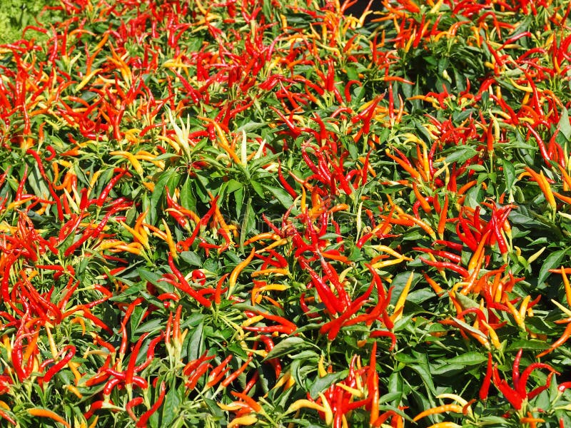 Flower Bed Full of Chilli Pepper Plants. Stock Image Image of summer