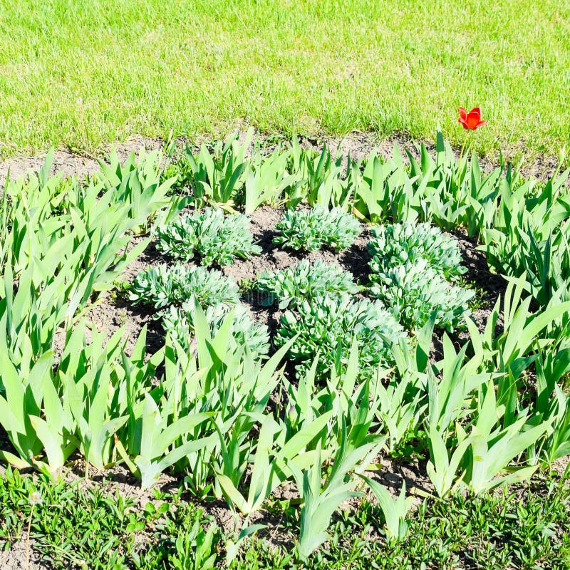 Flower bed with irises, tulips. Green stock images Flower bed with irises, tulips. Green stock images