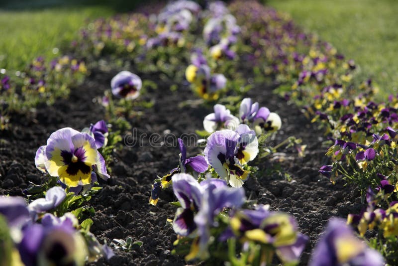 Flower bed with pansies stock image. Image of gardening 20505151