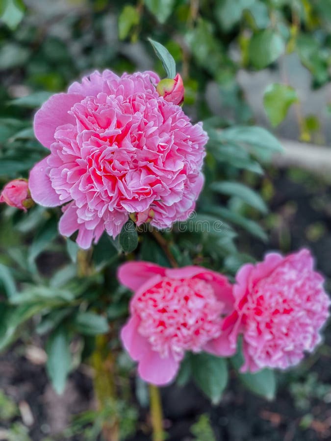 Flower bed with peonies stock image. Image of rose, garden 249924857