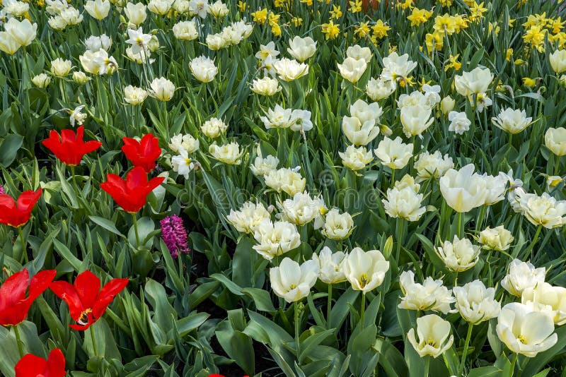 A Flower Bed with Red and White Tulips, Yellow Daffodils and a Single