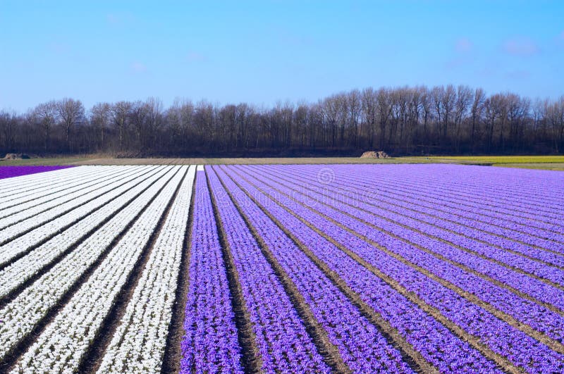 Flower bed in spring