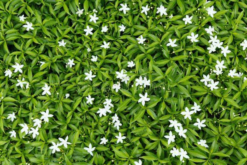 Flower bed stock photos