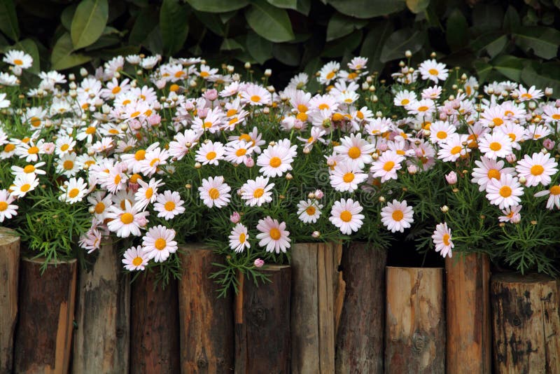 Flower Bed with Wooden Fence Stock Image Image of daisy, gardening