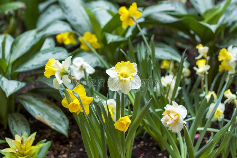 A Flower Bed with Yellow Daffodils Blooming in the Spring Garden. in