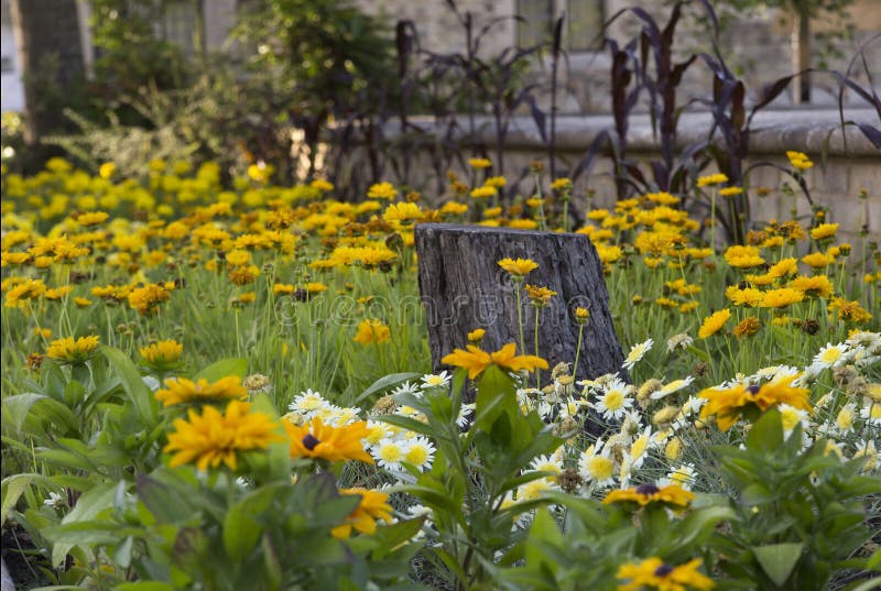 Flower Bed of Yellow Flowers and Daisies with Tree Stump Stock Photo