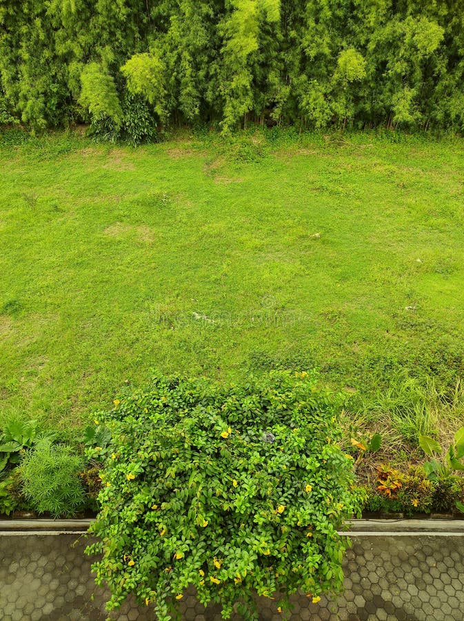 Bamboo beds stock photo. Image of coast, asia, empty 27067328