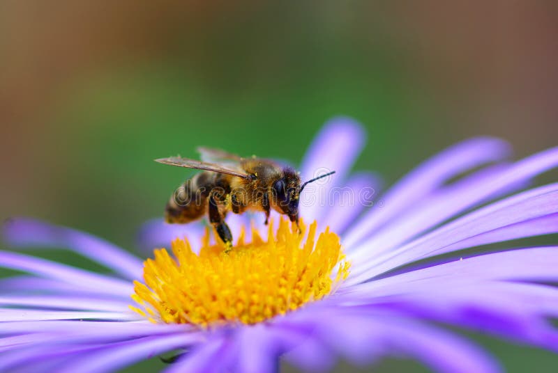 Flower and bee