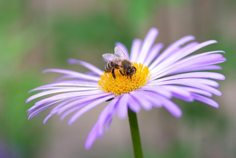 Flower and bee