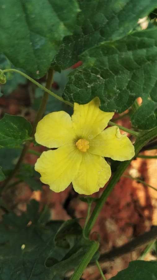 Flower of Better Melon Vegetable Stock Image Image of food, produce