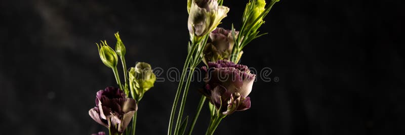 Flower on a black background. Rosanne Black Pearl. Close-up