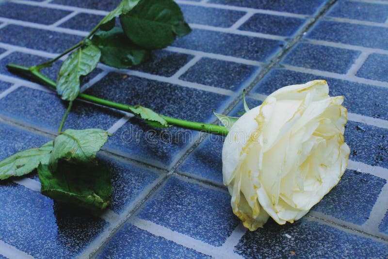 5,346 Flower Flash Stock Photos Free & RoyaltyFree Stock Photos from