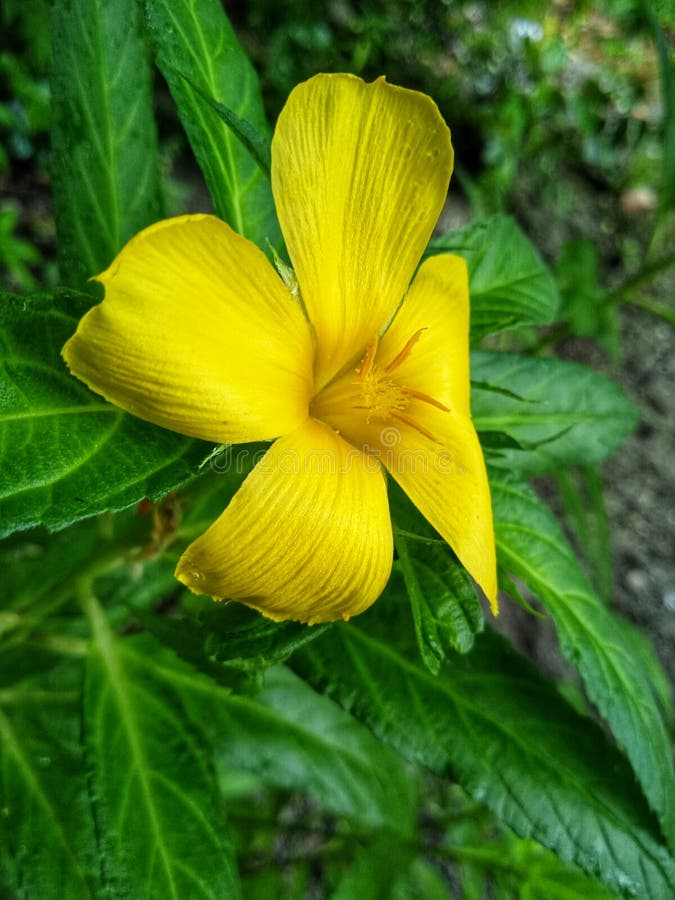 Flower Bloom again stock photo. Image of green, sunlight 200821648