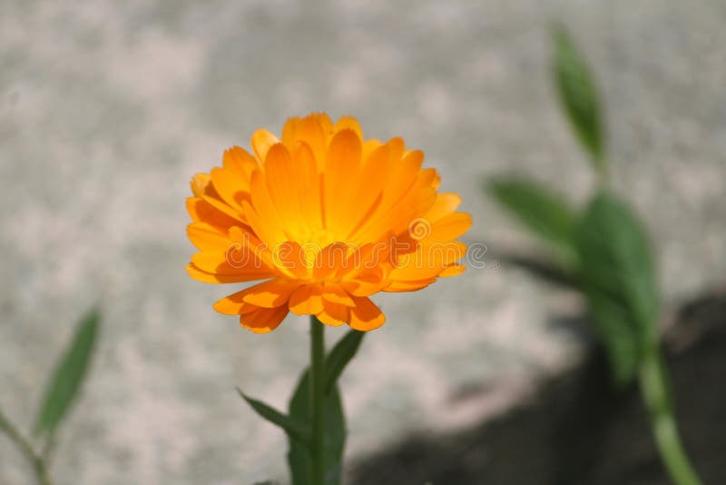 Flower bloom in kashmir stock photo. Image of bloom 117683418