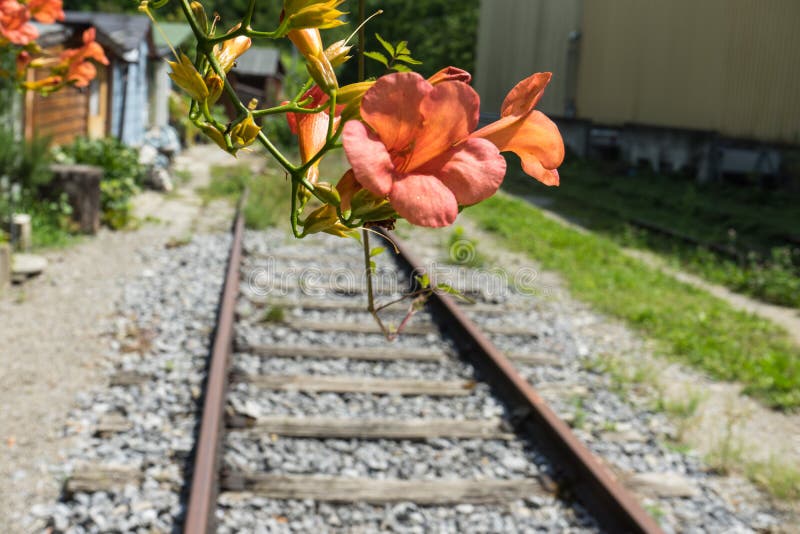 Flower Blooming Next To Old Train Track Stock Photo Image of iron