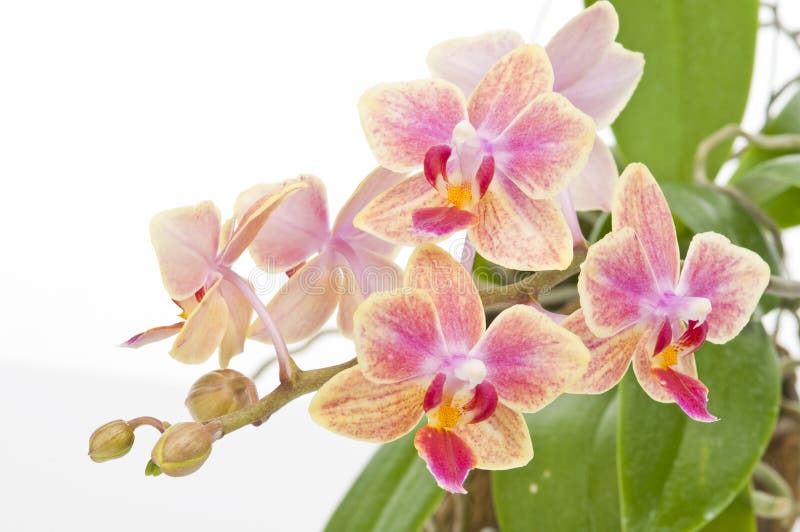 Flower of blooming phalaenopsis orchid