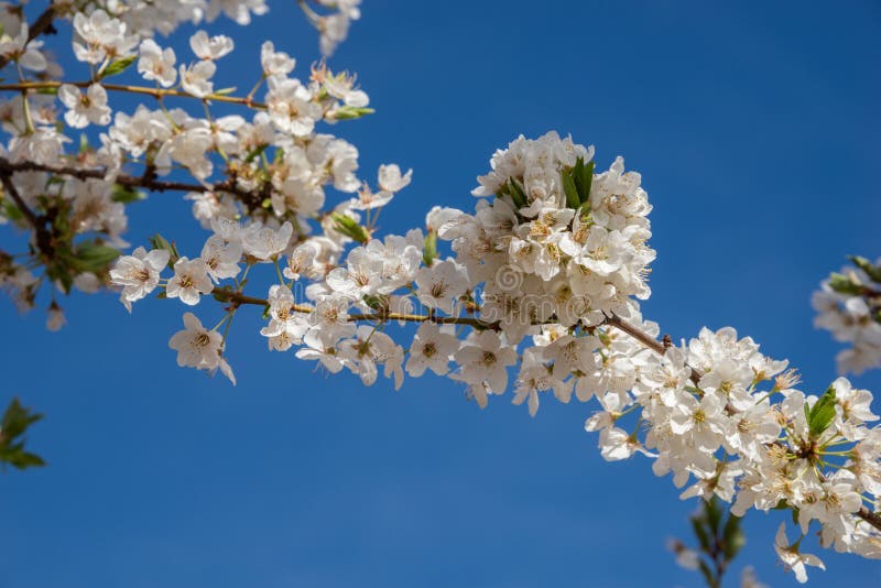 Flower Blossoms of Plum Tree in the Field Stock Image Image of