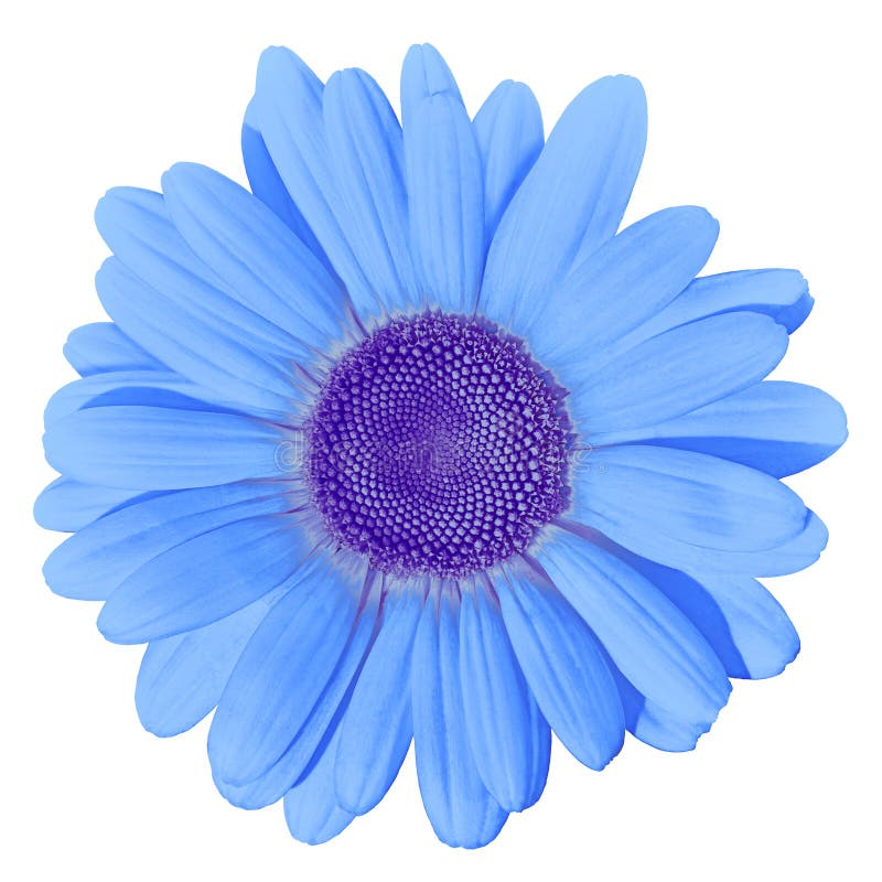 Flower Blue Daisy Isolated on White Background. Close-up Stock Photo ...