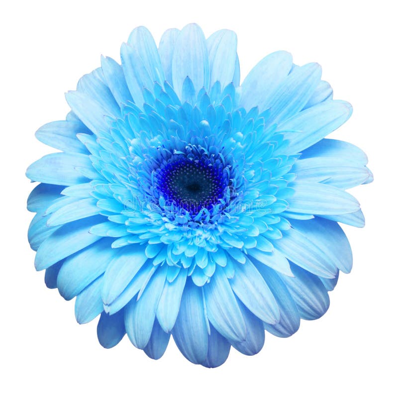 1,044 Red Gerbera Daisy Flower Isolated Blue Background Stock Photos ...