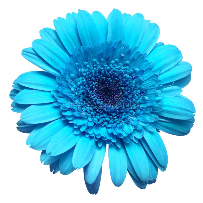 960 Red Gerbera Daisy Flower Isolated Blue Background Photos - Free ...