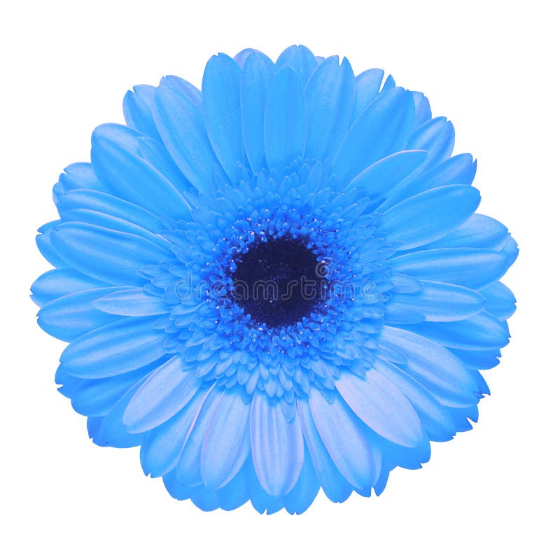 1,044 Red Gerbera Daisy Flower Isolated Blue Background Stock Photos ...